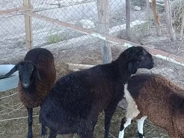 Beran, Ovce
