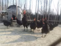 Jersey Giant — foto 5