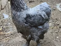 براهما — عکس 4