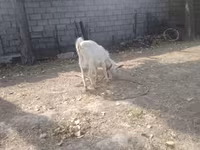 بز ماده, Alpine goat — عکس 7