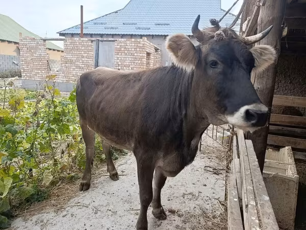 Krava, Swiss cattle