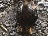 রুয়াঁ — ছবি 1