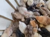 Ducks — புகைப்படம் 6