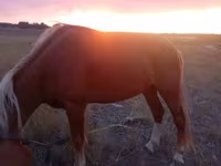 Cheval, Chevaux — photo 1