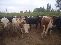 황소, Simmental cattle — 사진 3