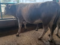 Tehén, Swiss cattle — 4. fotó