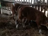 Býk, Simmental cattle — foto 1