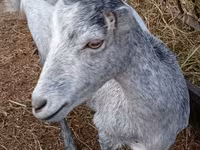 ছাগী, Saanen goat — ছবি 5