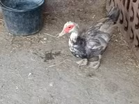 Ducks — ፎቶ 1