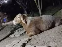 Beran, Arashan sheep — foto 1