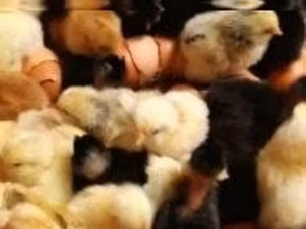 Chickens
