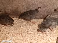 Guinea fowl — sawirka 2