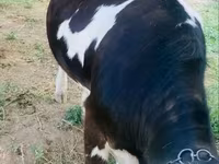 Үнээ, Simmental cattle — 2 зураг