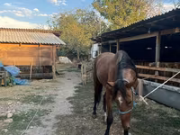 مادیان, Friesian sport horse — عکس 1