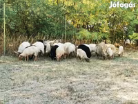 Schaf, Racka sheep — Foto 2