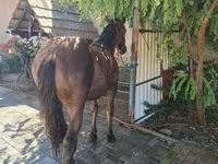 Faras, Horses — sawirka 6