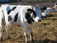 Sapi, Ayrshire — foto 5