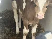 วัวตัวผู้, Simmental cattle — รูปภาพ 3