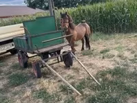 Cavallo, Cavalli — foto 2