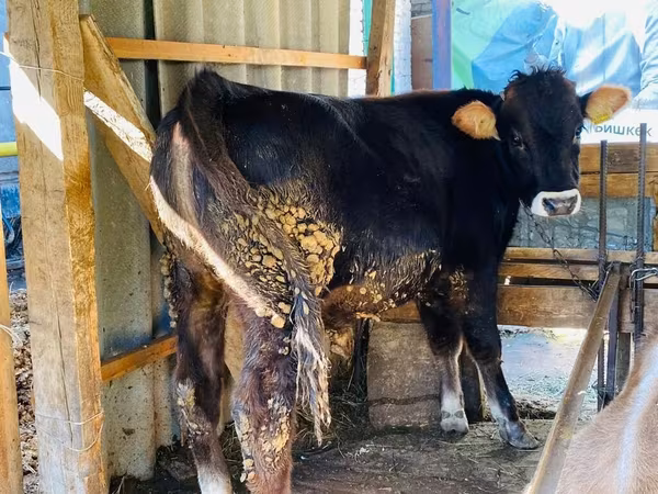 Bull, Aberdeen-Angus