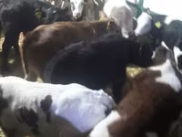 โคเนื้อ (เป็นล็อต, ไม่ระบุเพศ), Simmental cattle — รูปภาพ 6