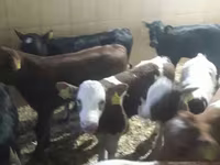โคเนื้อ (เป็นล็อต, ไม่ระบุเพศ), Simmental cattle — รูปภาพ 2