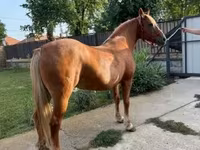 Égua, Haflinger — foto 3