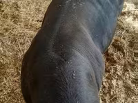 Bull, Cast cow — photo 3