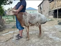 قوچ, Hissar sheep — عکس 3