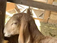 பெண் ஆடு, Arashan sheep — புகைப்படம் 2
