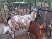 Jarac, Nubian Goat — fotografija 5