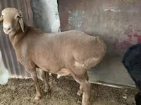 Beran, Hissar sheep — foto 8