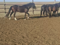 ม้าตัวผู้, New Altai Horse — รูปภาพ 3