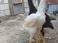 Chickens — foto 6