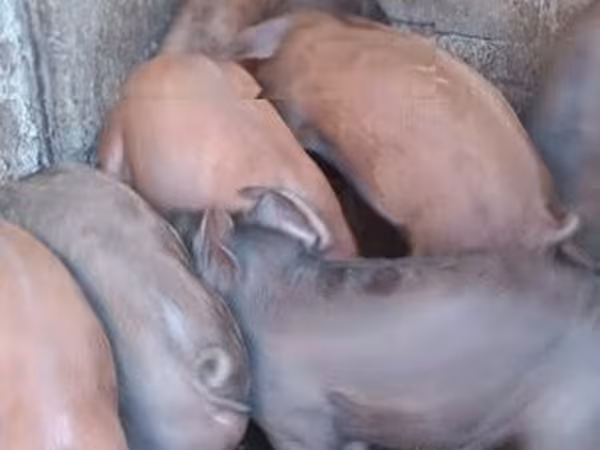 Sow, Pigs — Hungary
