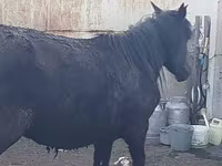 Stute, Horse breed — Foto 4