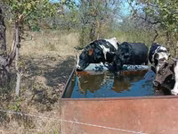 Bull, Cattle — photo 1