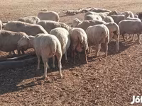 Qoyunlar (partiya, cinsi göstərilməyib), Qoyunlar — foto 2