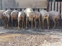 암양, Arashan sheep — 사진 5