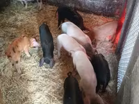 Boar, Pigs — photo 1