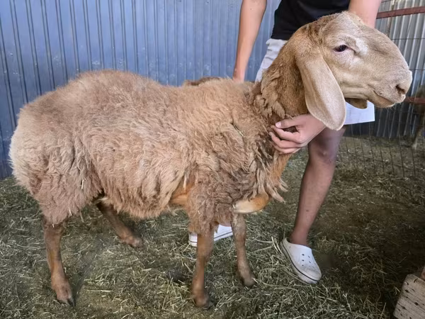 مینڈھا, Arashan sheep