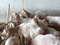 نعجة, Arashan sheep — الصورة 2