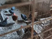 Guinea fowl — φωτογραφία 3