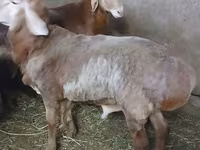 Bélier, Arashan sheep — photo 2