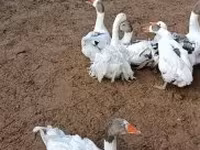 Geese — Foto 4