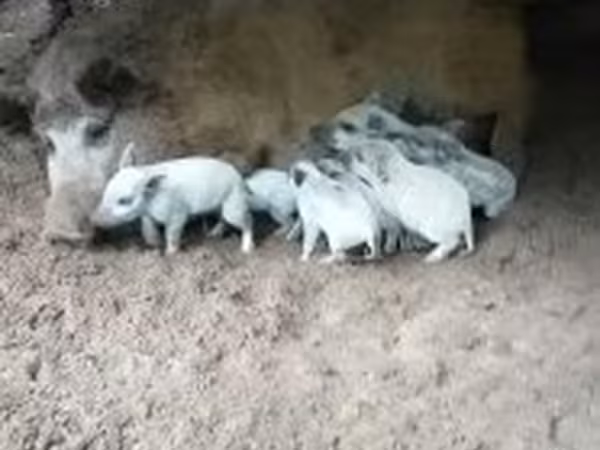 خوک ماده, Мангалица