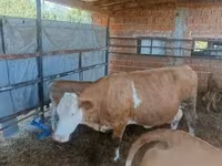 Krava, French Simmental cattle — foto 3