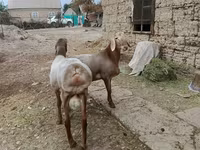 قوچ, Arashan sheep — عکس 4