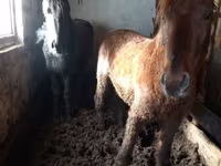 اسب نر, Kazakh horse — عکس 2