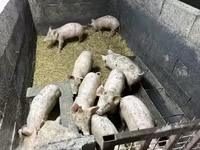 猪（批次，未指定性别）, Pigs — 照片 2